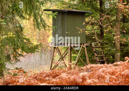 Siège élevé d'un chasseur dans une très jolie forêt d'automne. Vu en Allemagne, en Bavière, en octobre. Banque D'Images