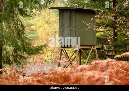 Siège élevé d'un chasseur dans une très jolie forêt d'automne. Vu en Allemagne, en Bavière, en octobre. Banque D'Images