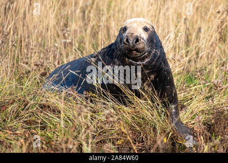 Donna Nook National Nature Reserve, Lincolnshire, Royaume-Uni. Nov 6, 2019. New born-phoques au Donna Nook National Nature Reserve, Lincolnshire. Crédit : Gary Stafford/Alamy Live News Banque D'Images