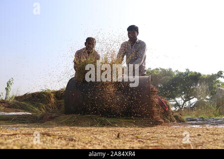 DHAKA Bangladesh narayanganj 2019 agriculteurs sont occupés à récolter du paddy. © Nazmul Islam/Alamy stock photo Banque D'Images