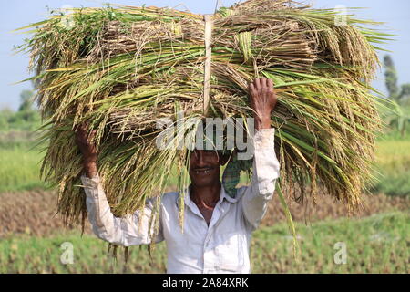 DHAKA Bangladesh narayanganj 2019 agriculteurs sont occupés à récolter du paddy. © Nazmul Islam/Alamy stock photo Banque D'Images