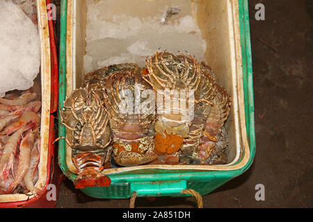 Le marché aux poissons à Hodeida, sur la mer Rouge, Bab El Yemen, Mande Banque D'Images