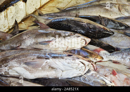 Le marché aux poissons à Hodeida, sur la mer Rouge, Bab El Yemen, Mande Banque D'Images