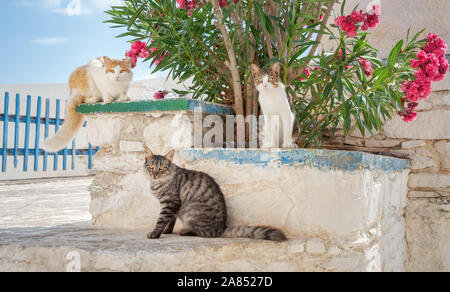 Trois chats amical, différentes couleurs, assis sur un vieux mur blanchis de lauriers-roses fleurs dans un village grec de la mer Égée, les Cyclades, Syros Banque D'Images