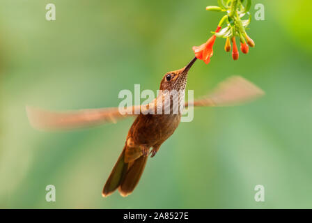 Coeligena coeligena Bronzy Inca - beau brun, petit colibri de pentes andines de l'Amérique du Sud, San Isidro, l'Équateur. Banque D'Images