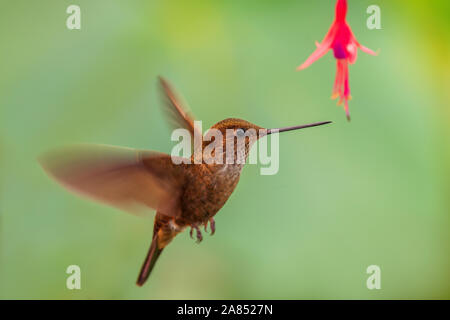 Coeligena coeligena Bronzy Inca - beau brun, petit colibri de pentes andines de l'Amérique du Sud, San Isidro, l'Équateur. Banque D'Images