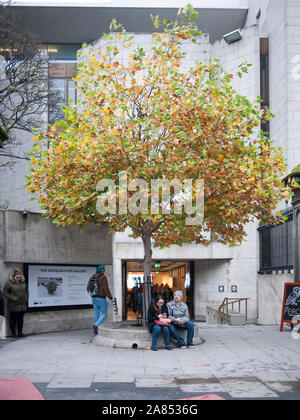 Tulipier de Virginie (Liriodendron tulipifera) Dublin, d'arbres en milieu urbain Banque D'Images