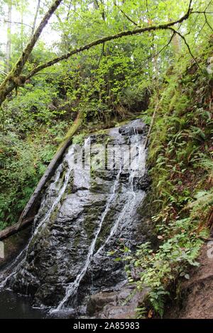 Seattle, Washington - Chutes d'eau dans les bois Banque D'Images