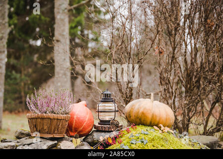 Accueil saison automne décoration de jardin avec fleurs de bruyère l'écorce de pin en pot de fleurs, citrouilles et de la lanterne avec une bougie allumée. Banque D'Images