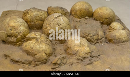 Moscou, Russie ; 1 avril 2018 fossilisés : oeufs de dinosaures à bec de canard (Hadrosaurids), exposé à Moscou Banque D'Images