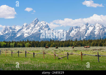 Teton Mountain Range et le Bison d'Amérique dans un champ derrière une barrière en bois Banque D'Images