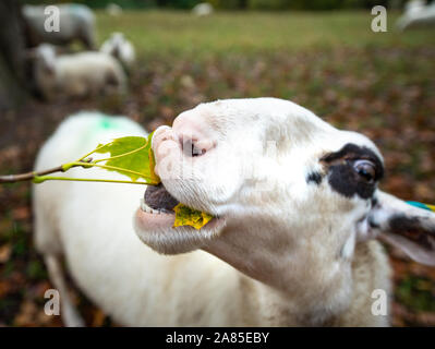 Potsdam, Allemagne. 06 Nov, 2019. Un mouton dans le parc du château de Sanssouci grignote sur les feuilles d'un arbre. Credit : Monika Skolimowska/dpa-Zentralbild/dpa/Alamy Live News Banque D'Images