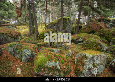 Kuussinen island, beaucoup de grosses pierres couvertes de mousse et de lichen vert dans une forêt de pins. Paysage Finlandais, Kotka, Finlande Banque D'Images