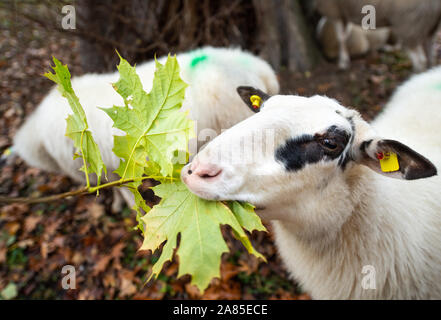 Potsdam, Allemagne. 06 Nov, 2019. Un mouton dans le parc du château de Sanssouci grignote sur les feuilles d'un arbre. Credit : Monika Skolimowska/dpa-Zentralbild/dpa/Alamy Live News Banque D'Images