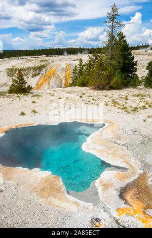 Blue Star du printemps, avec Cascade Printemps dans l'arrière-plan, Yellowstone Banque D'Images