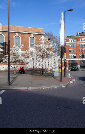 Magnolia x loebneri 'Merrill' utilisé comme arbre de rue par St George l'Église martyre, arrondissement, Londres SE1. Le shard gratte-ciel est dans l'arrière-plan. Banque D'Images