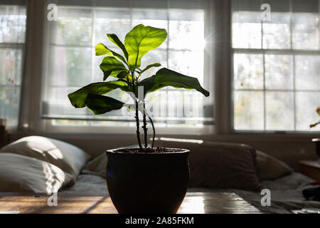 Fig Leaf Fiddle plante en pot sur la table en bois devant les fenêtres Banque D'Images