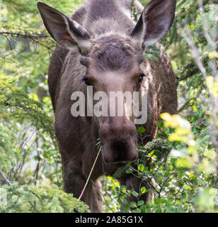 Wild moose dans le parc national Denali (Alaska) Banque D'Images