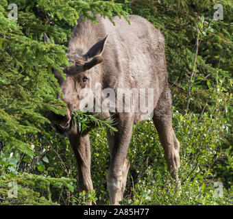 Wild moose dans le parc national Denali (Alaska) Banque D'Images