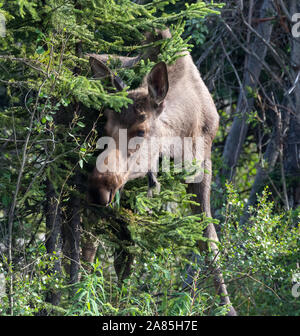 Wild moose dans le parc national Denali (Alaska) Banque D'Images