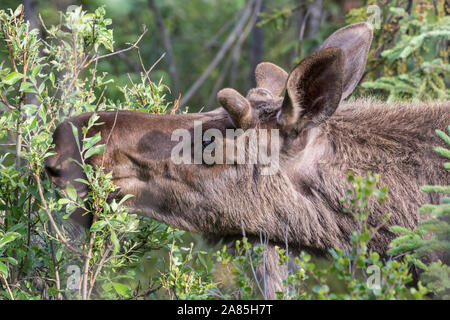 Wild moose dans le parc national Denali (Alaska) Banque D'Images