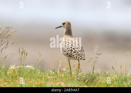 Ruff Philomachus pugnax (Oiseau) d'oiseaux échassiers Ruff Banque D'Images