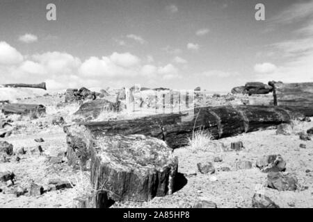 Baumstämme im Versteinerte Parc National de la Forêt Pétrifiée, Arizona, 1960 er. Les journaux de Petrified Forest National Park pétrifiée, Arizona, 1960. Banque D'Images