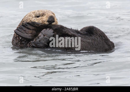 Une loutre de mer sauvages dans les eaux de Seward, Alaska près de Kenai Fjords National Park dans la péninsule de Kenai. Banque D'Images