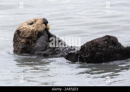 Une loutre de mer sauvages dans les eaux de Seward, Alaska près de Kenai Fjords National Park dans la péninsule de Kenai. Banque D'Images