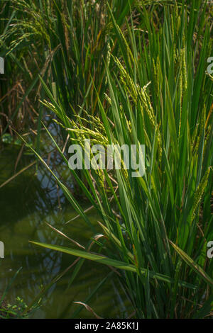 Close-up shot quelques plants de riz sur le champ de riz Banque D'Images