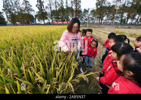 Changxing, Province de Zhejiang en Chine. Nov 6, 2019. Les enfants apprennent la connaissance de riz de leur enseignant dans un champ de riz dans Lijiaxiang Canton de Changxing County, Zhejiang Province de Chine orientale, le 6 novembre 2019. L'utilisation des ressources des terres agricoles locales, une garderie dans Lijiaxiang Canton de Changxing County a tenu une classe spéciale dans les champs de riz mercredi pour aider les enfants à apprendre la connaissance de riz et l'expérience de la joie de la récolte au moyen d'une série d'activités de plein air. Credit : Xu Yu/Xinhua/Alamy Live News Banque D'Images