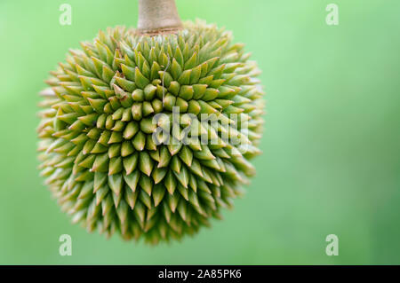 Petit durian libre à la lumière du jour avec un joli fond vert Banque D'Images