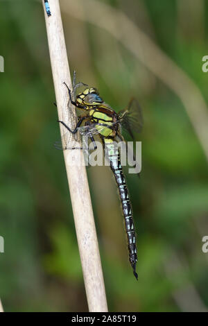 Hairy Dragonfly (Brachytron pratense), mâle, perché sur l'alimentation de la tige, Somerset, UK, Mai Banque D'Images