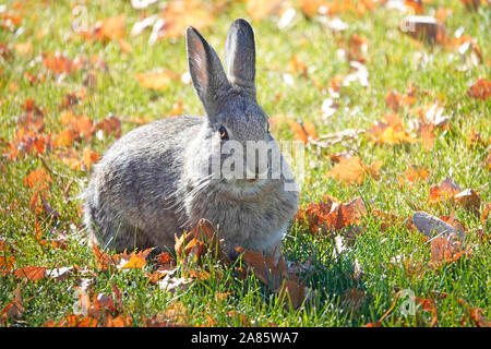 Portrait d'un lapin de montagne, Sylvilagus nuttallii, broutant l'herbe dans l'est des Cascades de l'Oregon Banque D'Images