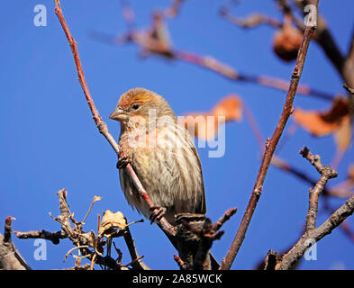 Une femelle roselin familier, Haemorhous mexicanus, bénéficie d''un apple en décomposition à la fin de l'automne, dans le centre de l'Oregon. Banque D'Images