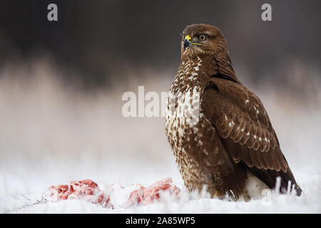 Oiseau de proie sauvage assis fièrement avec un kill à proximité en hiver. Banque D'Images