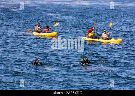 Les plongeurs et les kayakistes ensemble dans la mer au large de la plage de San Carlos, Monterey, Californie, États-Unis d'Amérique. Banque D'Images