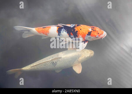 Koi de poissons dans un étang du poisson le célèbre jardin japonais de Portland, Oregon, en automne. Banque D'Images