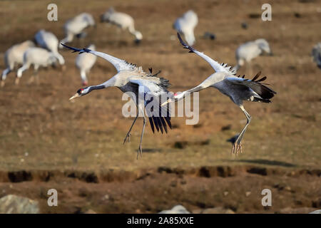 Grue eurasienne couple s'approche de la destination. Banque D'Images