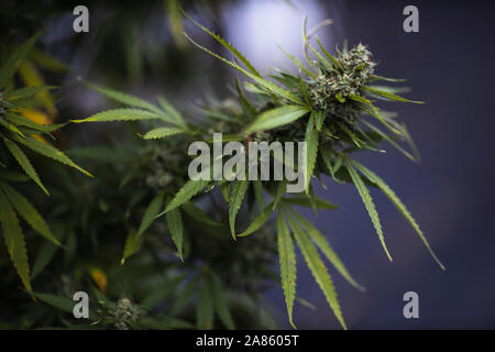 Gros plan de la marijuana cannabis sativa plante fleur bourgeon à Oklahoma City. Banque D'Images