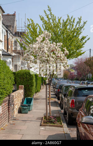 Apple Blossom blanc sur un pommier d'ornement, arbres de rue Crouch End, London N8 Banque D'Images