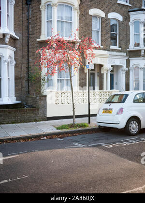 La persistance des fruits sur un malus 'Profusion', pommetier ornemental, arbres de rue London N19 Banque D'Images