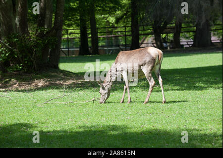 Deer, Bialowieza, forêt vierge Podlaskie Voivodeship, Pologne Banque D'Images