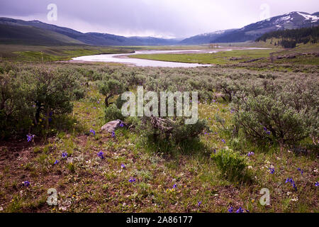 Des paysages de montagne dans la vallée de Lamar, Yellowstone National Park, Wyoming, USA Banque D'Images