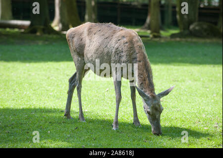 Deer, Bialowieza, forêt vierge Podlaskie Voivodeship, Pologne Banque D'Images