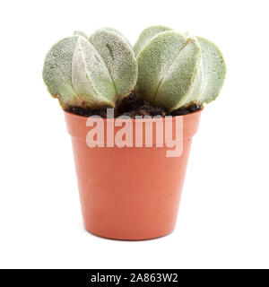 Astrophytum myriostigma cactus petit, évêques cap cactus isolated on white Banque D'Images