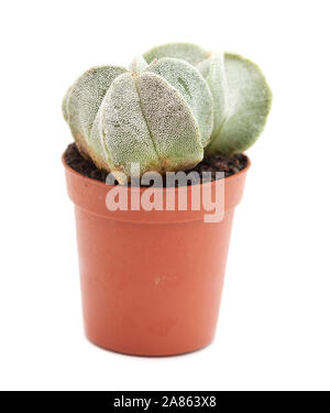 Astrophytum myriostigma cactus petit, évêques cap cactus isolated on white Banque D'Images