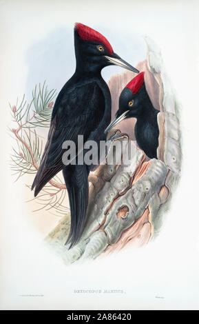 Grand Pic Noir. Dryocopus Martius. Après un travail en anglais ornitholgist d'oiseaux et l'artiste John Gould, 1804 - 1881. À partir de son livre Les oiseaux de Grande-Bretagne, publié 1873. Banque D'Images