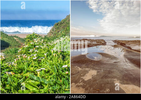 Nature et littoral concept présenté en diptyque format. Sur la gauche est Calla Lily Valley. Sur la droite est le La Jolla, CA côte. Banque D'Images