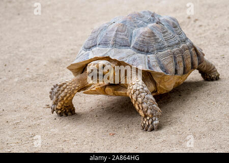 Tortue sillonnée (Centrochelys sulcata / tortue sulcata / Testudo sulcata) originaire d'Afrique Banque D'Images